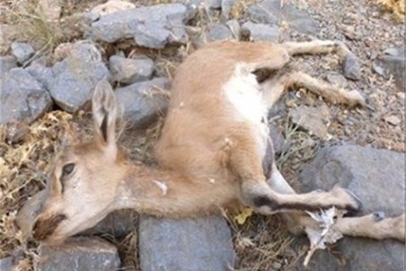زنگ خطر طاعون نشخوارکنندگان در خراسان جنوبی به صدا درآمد/ ۷۰ رأس قوچ و میش تلف شد