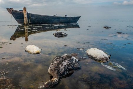 صید و شکار پرندگان در استان گلستان ممنوع شد