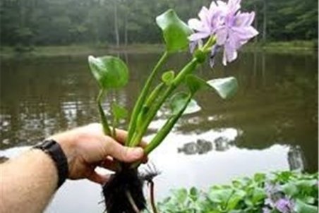 ممنوعیت خرید و فروش گیاهان مهاجم در گیلان؛ «خطر نابودی کامل» تالاب انزلی را تهدید می‌کند