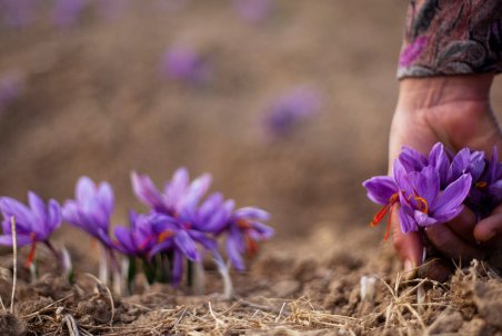 صنعت زعفران خانه‌نشین شد