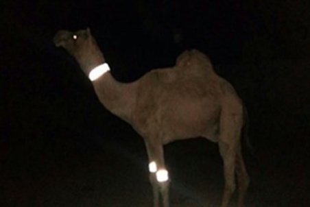 شترهای سرگردان همچنان در شرق هرمزگان قربانی می‌گیرند