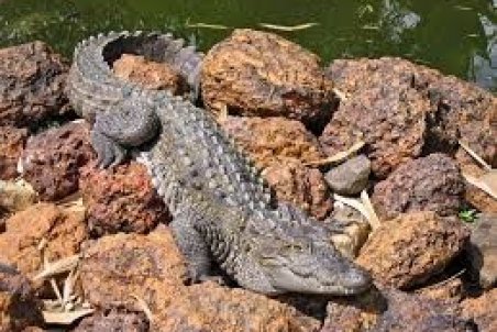 ‍ توانایی خارق العاده کودک بلوچ در همزبانی با گاندوها