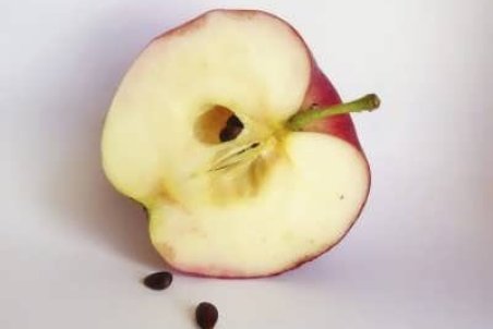 آموزش کاشت هسته سیب برای سبزه عید