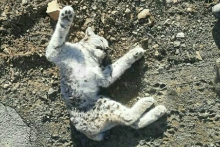 تلف شدن یک گونه نادر  از گربه‌سانان در تصادف جاده‌ای