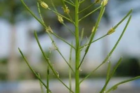 آموزش کاشت گیاه خاکشیر و پرورش آن