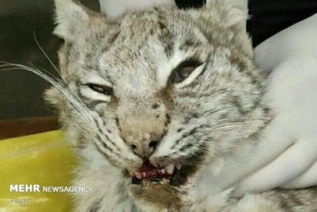 تلف شدن «لینکس ماده» در البرز/ ارسال لاشه به سازمان محیط‌زیست