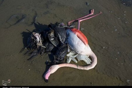 پرندگان میانکاله از بازار پرنده‌فروشی سر درآوردند؟