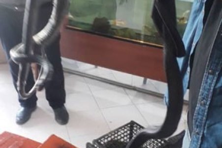 کشف مار‌های پیتون غول‌پیکر از خانه مرد معرکه‌گیر