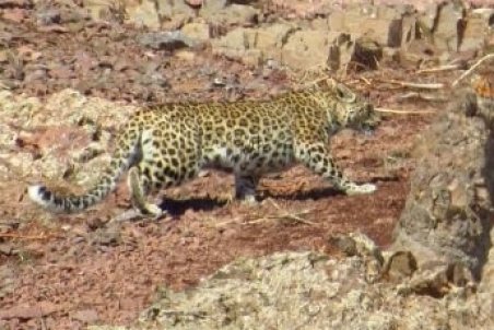 مشاهده پلنگ ایرانی در البرز