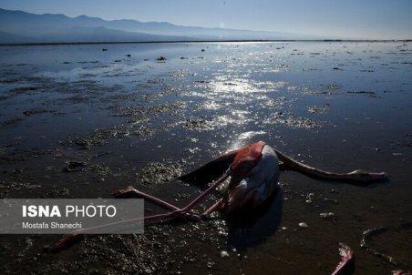 وارد نشدن آب به تالاب میانکاله سبب تولید سم بوتولیسم شده است