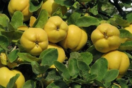 معجزه‌ای به نام به؛ از رفع افسردگی تا درمان سوختگی بدن