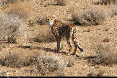 ۲ یوزپلنگ جدید قربانی طرح‌های سازمان حفاظت محیط زیست