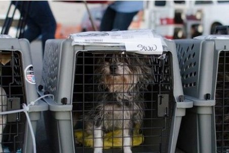 اقدام بیهوده قرنطینه حیوانات همراه مسافران خارجی برای جلوگیری از انتشار کرونا!