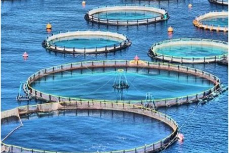 کردستان| افق‌های جدید پیش روی آبزی‌پروری استان