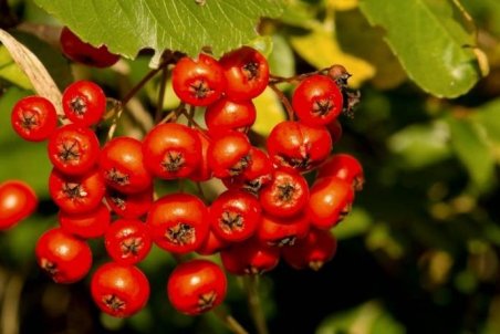 شیرخشت برای درمان زردی نوزاد خوبه یا نه ؟