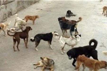 پسر بچه ۸ ساله قربانی حمله سگ‌های ولگرد/ کشف بخشی از جسد کودک در گود ضایعات