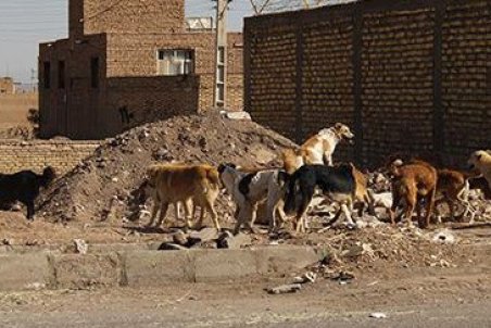 جولان سگ‌های ولگرد در میبد و بی‌توجهی مسئولان