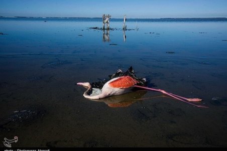 ﻿ علت مرگ پرندگان میانکاله را لاپوشانی کرده‌اند؛ شیوه دفن هم فاجعه بود