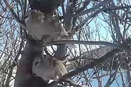 یخ زدن پرندگان در سرمای کم سابقه خلخال