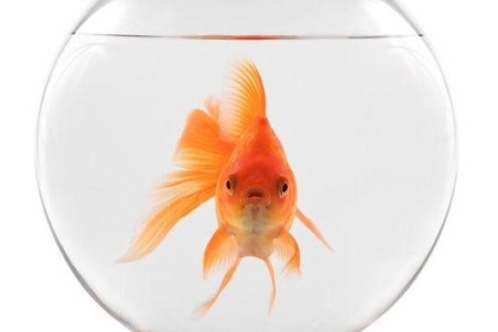 ماجرای "کرونا" و ماهی قرمز چینی عید