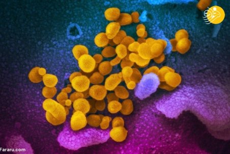 چرا کرونا از قم شروع شد؟