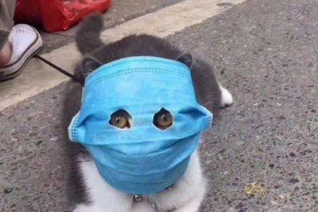 حیوانات خانگی عامل انتقال کرونا هستند؟/ ماسک ضد کرونای حیوانات هم به بازار آمد