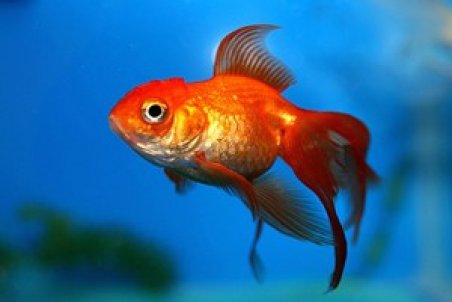 آیا ماهیان زینتی ناقل کرونا هستند؟