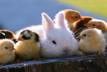 همه آنچه که باید در مورد کرونا و حیوانات خانگی بدانیم