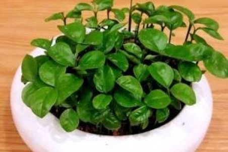 روش و زمان کاشت سبزه ی نارنج برای عید