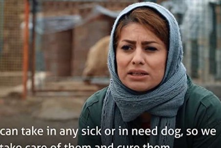 (ویدئو) زنی در بوکان که از ۶۰۰ سگ ولگرد نگهداری می‌کند