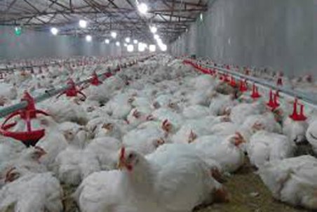 اشباع مرغ در بازار شب عید اصفهان