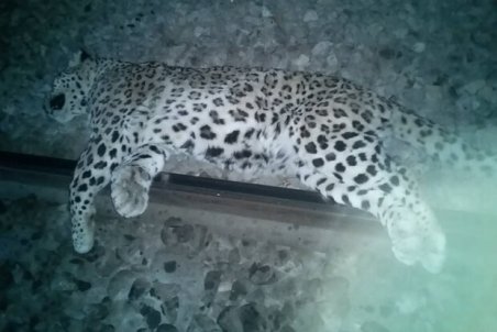 یک پلنگ در فیروزکوه تلف شد