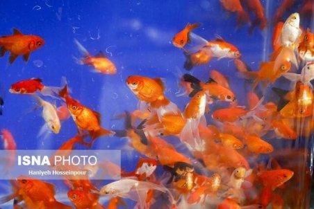 مردم با خیال راحت ماهی قرمز برای سفره هفت سین بخرند/واردات ماهی قرمز از چین صحت ندارد