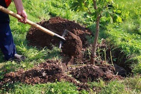 توزیع نهال رایگان مقابل منازل به خاطر کرونا منتفی شد