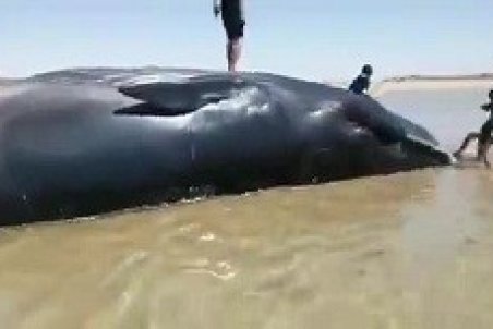 پیدا‌شدن جسد یک نهنگ در ساحلی در بوشهر