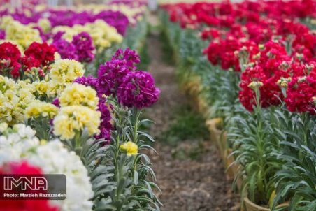 کاهش ۷۰ درصدی خرید گل نسبت به نوروز ۹۸
