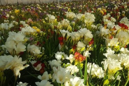 تب‌ کرونا بر جان پایتخت گل ایران