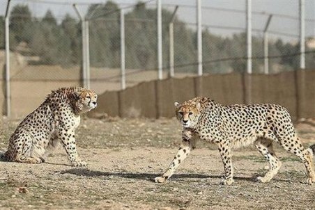 خبرنگاران:یوزها درخطر مرگ بودند/محیط‌زیست:مدارک‌تان را منتشر کنید