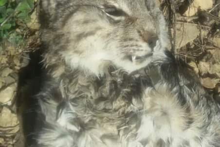 یک لینکس دیگر در البرز به دلیل نامعلومی تلف شد