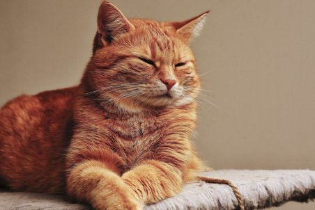 شیوع کووید ۱۹ در گربه تایید نشده است