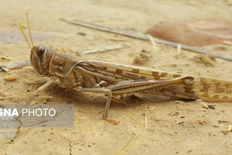 احتمال ورود دسته‌های ملخ طی چند روز آینده