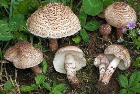 مردم از مصرف قارج خودرو پرهیز کنند