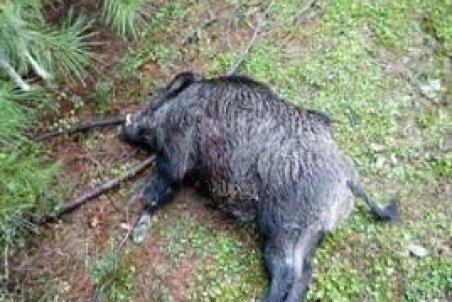 تلف شدن دو گراز در کانال انتقال