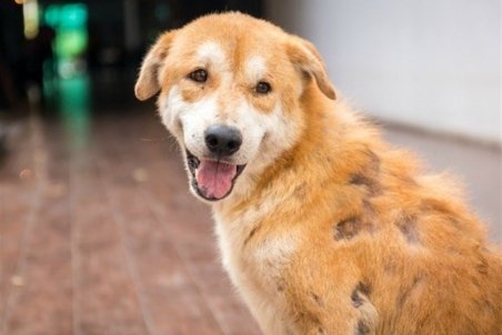 انتقال کرونا از سگ و گربه به انسان اثبات نشده است