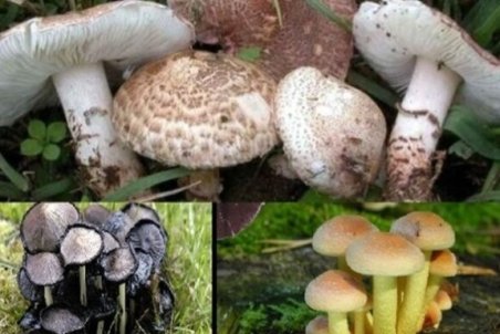 مصرف قارچ‌های خودروی بهاری ممنوع