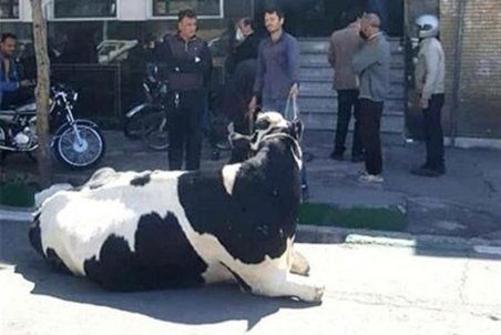 ماجرای فردی که با گاو به بانک رفت چه بود؟/ بانک ملی پاسخ داد