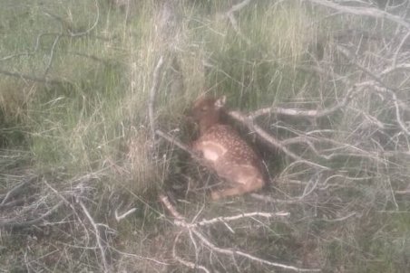 تولد نخستین گوساله گوزن زرد در ارسنجان