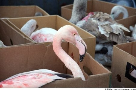 سودجویان در کمین صید فلامینگو و قوهای گیلان