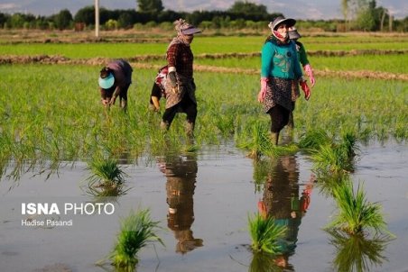 کشاورزان تب شالیزار را با کرونا اشتباه نگیرند!