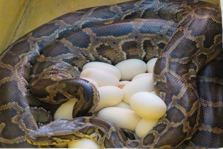 تخم گذاری یک مار پیتون برای اولین بار در قزوین